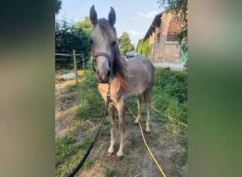 Purosangue arabo, Stallone, 2 Anni, 140 cm, Grigio