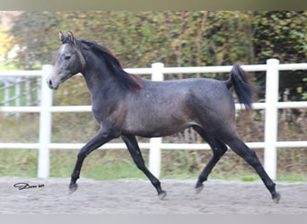 Purosangue arabo, Stallone, 2 Anni, 142 cm, Grigio trotinato