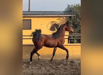 Purosangue arabo, Stallone, 2 Anni, 143 cm, Baio