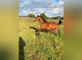 Purosangue arabo, Stallone, 2 Anni, 150 cm, Baio