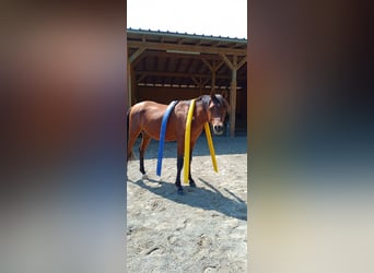 Purosangue arabo, Stallone, 2 Anni, 150 cm, Baio