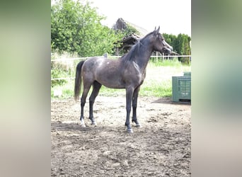 Purosangue arabo, Stallone, 2 Anni, 150 cm, Grigio