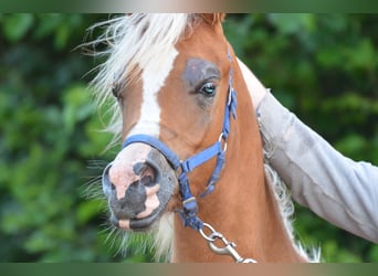 Purosangue arabo, Stallone, 2 Anni, 154 cm, Sauro scuro