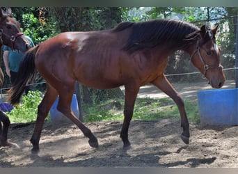 Purosangue arabo, Stallone, 2 Anni, 155 cm, Baio