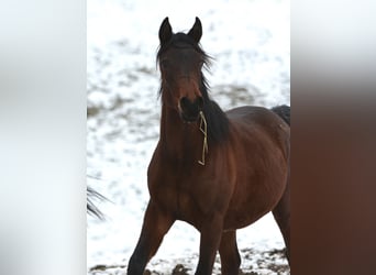 Purosangue arabo, Stallone, 2 Anni, 155 cm, Baio