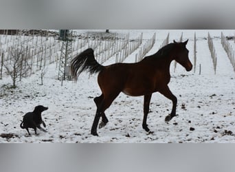 Purosangue arabo, Stallone, 2 Anni, 155 cm, Baio