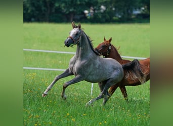 Purosangue arabo, Stallone, 2 Anni, 158 cm, Grigio