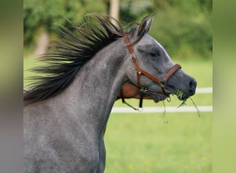 Purosangue arabo, Stallone, 2 Anni, 158 cm, Grigio