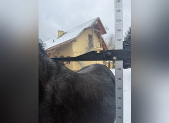 Purosangue arabo, Stallone, 2 Anni, 159 cm, Morello