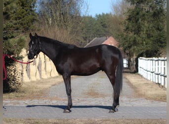 Purosangue arabo, Stallone, 2 Anni, 159 cm, Morello