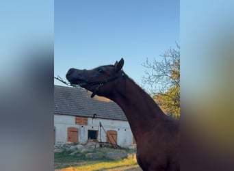 Purosangue arabo, Stallone, 2 Anni, Baio ciliegia