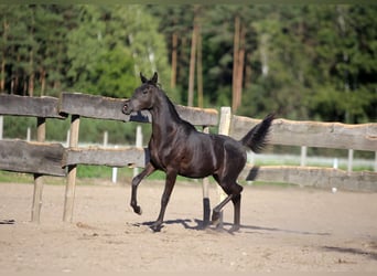 Purosangue arabo, Stallone, 2 Anni, Morello