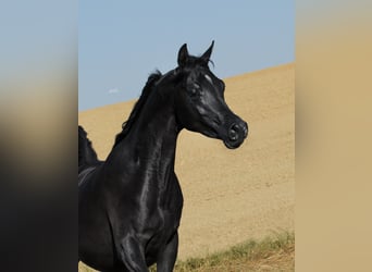 Purosangue arabo, Stallone, 2 Anni, Morello