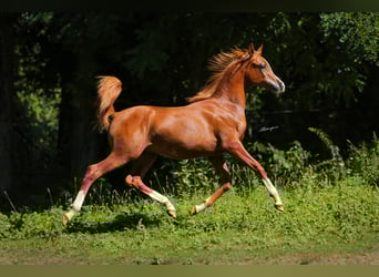 Purosangue arabo, Stallone, 2 Anni, Sauro