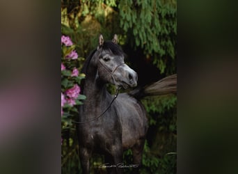 Purosangue arabo, Stallone, 3 Anni, 148 cm, Grigio trotinato
