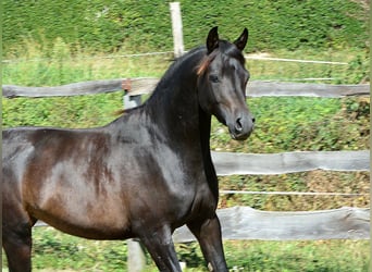 Purosangue arabo, Stallone, 3 Anni, 150 cm, Baio nero