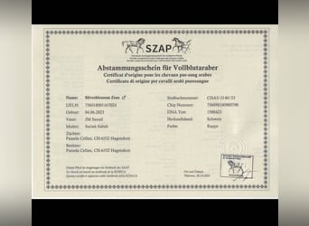 Purosangue arabo, Stallone, 3 Anni, 150 cm, Morello