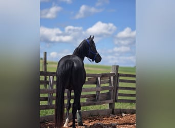 Purosangue arabo, Stallone, 3 Anni, 150 cm, Morello
