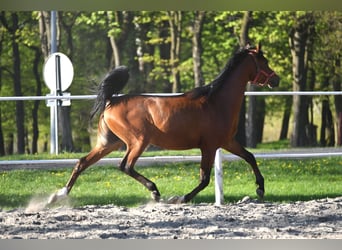 Purosangue arabo, Stallone, 3 Anni, 154 cm, Baio ciliegia