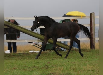 Purosangue arabo, Stallone, 3 Anni, 154 cm, Baio nero