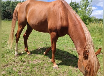 Purosangue arabo, Stallone, 3 Anni, 155 cm, Sauro