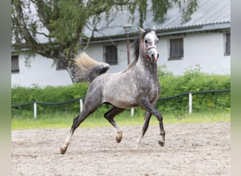 Purosangue arabo, Stallone, 3 Anni, 157 cm, Grigio