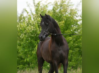 Purosangue arabo, Stallone, 3 Anni, 157 cm, Morello