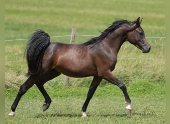 Purosangue arabo, Stallone, 3 Anni, 160 cm, Baio