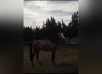 Purosangue arabo, Stallone, 3 Anni, 175 cm, Baio scuro