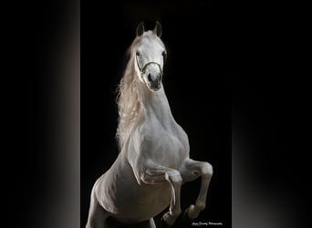 Purosangue arabo, Stallone, 3 Anni