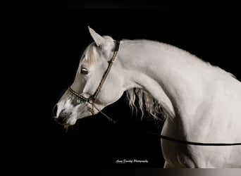 Purosangue arabo, Stallone, 3 Anni, Grigio