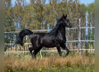 Purosangue arabo, Stallone, 3 Anni, Morello