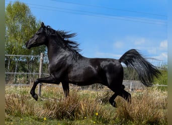 Purosangue arabo, Stallone, 3 Anni, Morello
