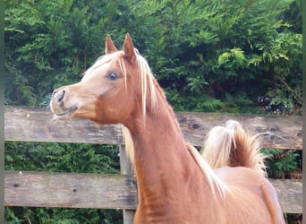Purosangue arabo, Stallone, 3 Anni, Sauro