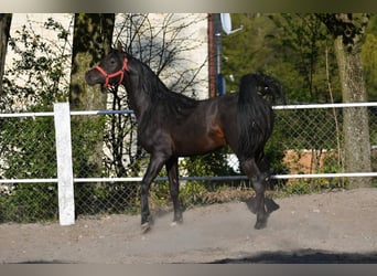 Purosangue arabo, Stallone, 4 Anni, 152 cm, Baio scuro