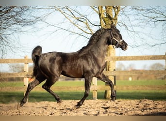 Purosangue arabo, Stallone, 4 Anni, 155 cm, Morello