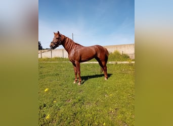 Purosangue arabo, Stallone, 4 Anni, 157 cm, Sauro