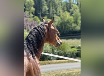 Purosangue arabo, Stallone, 5 Anni, 150 cm, Baio