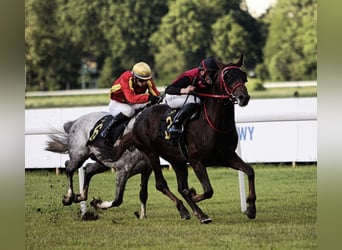 Purosangue arabo, Stallone, 5 Anni, 162 cm, Sauro scuro