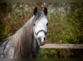 Purosangue arabo, Stallone, 6 Anni, 154 cm, Grigio ferro