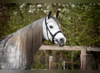 Purosangue arabo, Stallone, 6 Anni, 154 cm, Grigio ferro