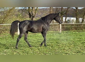 Purosangue arabo, Stallone, 6 Anni, 154 cm, Morello