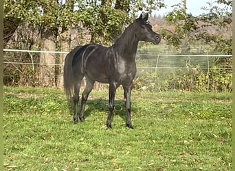 Purosangue arabo, Stallone, 6 Anni, 154 cm, Morello