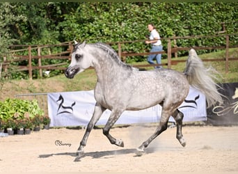 Purosangue arabo, Stallone, 6 Anni, 156 cm, Grigio