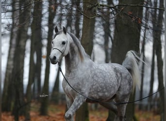 Purosangue arabo, Stallone, 7 Anni, 153 cm, Grigio