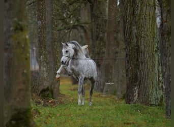 Purosangue arabo, Stallone, 7 Anni, 153 cm, Grigio