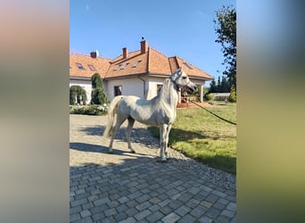 Purosangue arabo, Stallone, 8 Anni, Grigio