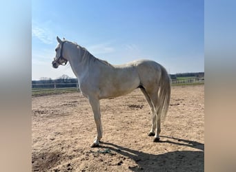 Purosangue arabo, Stallone, 8 Anni, Grigio