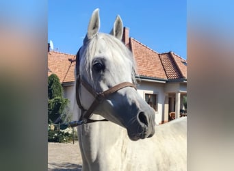 Purosangue arabo, Stallone, 8 Anni, Grigio
