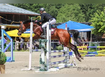 Purosangue arabo, Stallone, 9 Anni, 154 cm, Baio